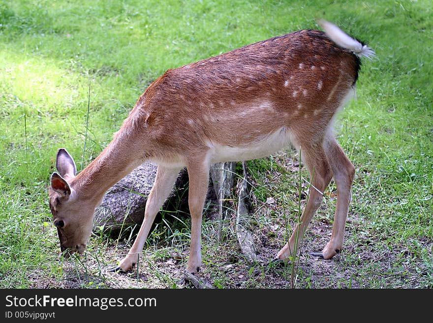 Young European deer grazing at the Oliwa zoo in Gdansk, Poland. Young European deer grazing at the Oliwa zoo in Gdansk, Poland