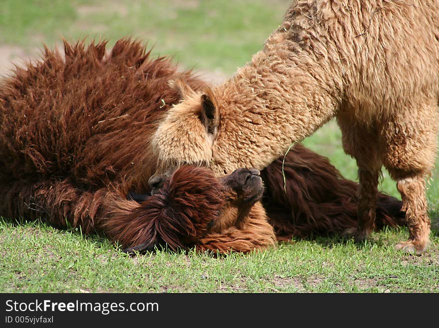 Llama grooming her partner at the Oliwa zoo in Gdansk, Poland. Llama grooming her partner at the Oliwa zoo in Gdansk, Poland