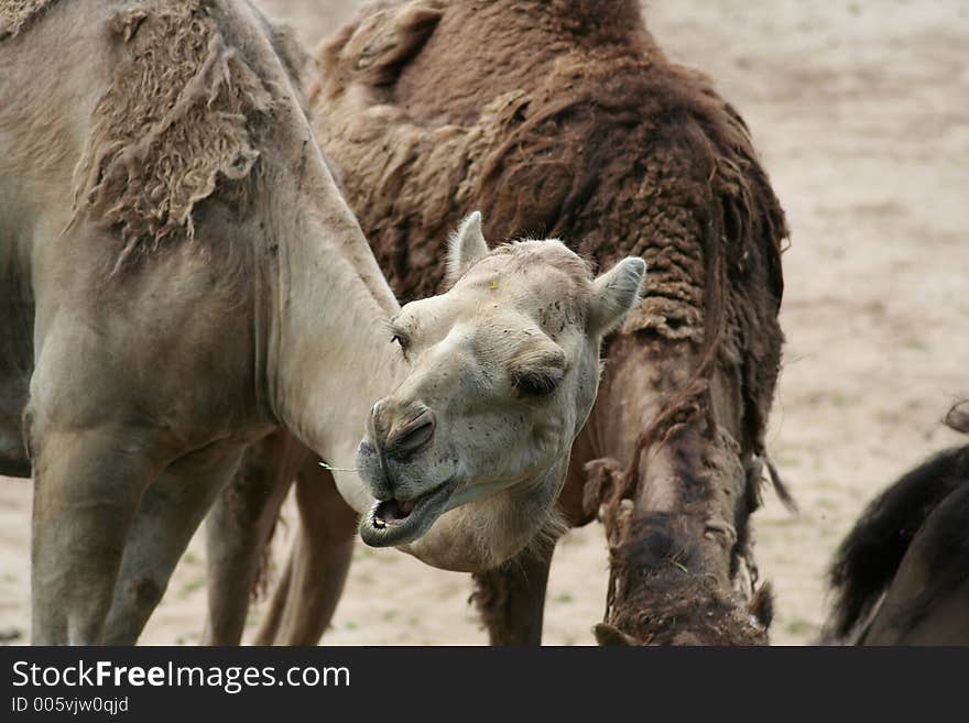 Dromedary camel at the Oliwa zoo in Gdansk, Poland. Dromedary camel at the Oliwa zoo in Gdansk, Poland