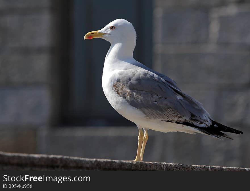 Seagull's portrait