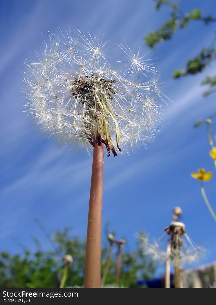 Dandelion and sky