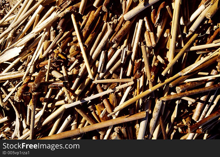 Reed on the beach. Reed on the beach