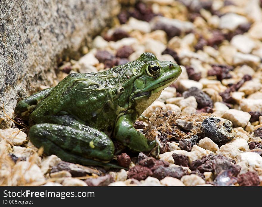 Pebble Frog