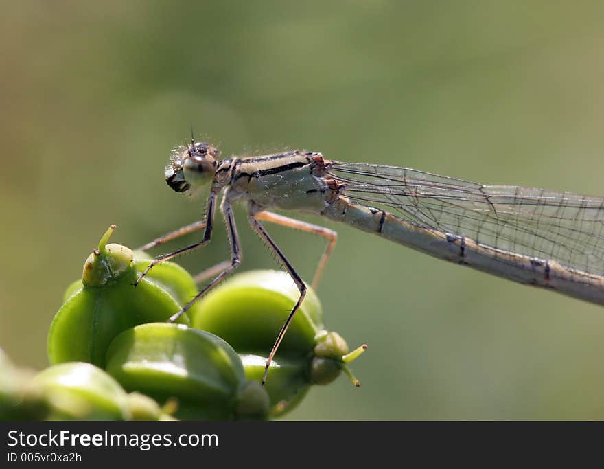 Brownish & black dragon fly resting on a plant, close up head and body shot. Brownish & black dragon fly resting on a plant, close up head and body shot.