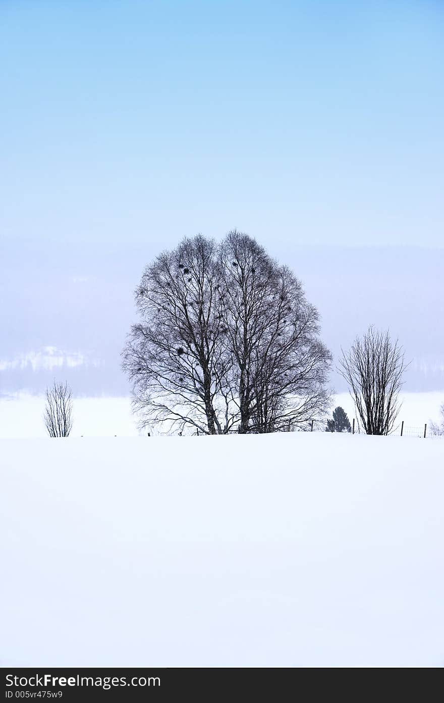 Photo of lonely tree in wintertime