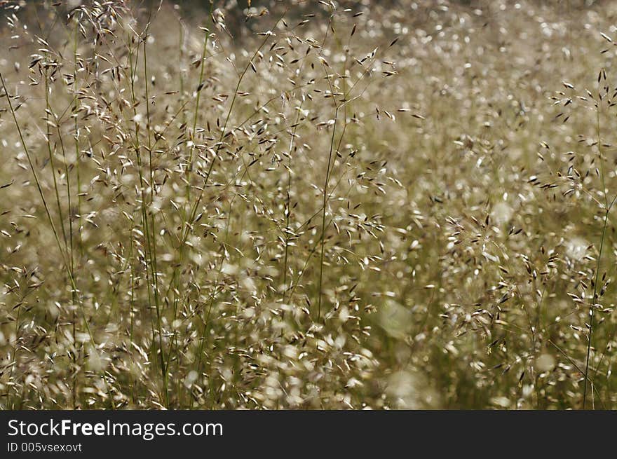 A spray of fine dry grasses. A spray of fine dry grasses