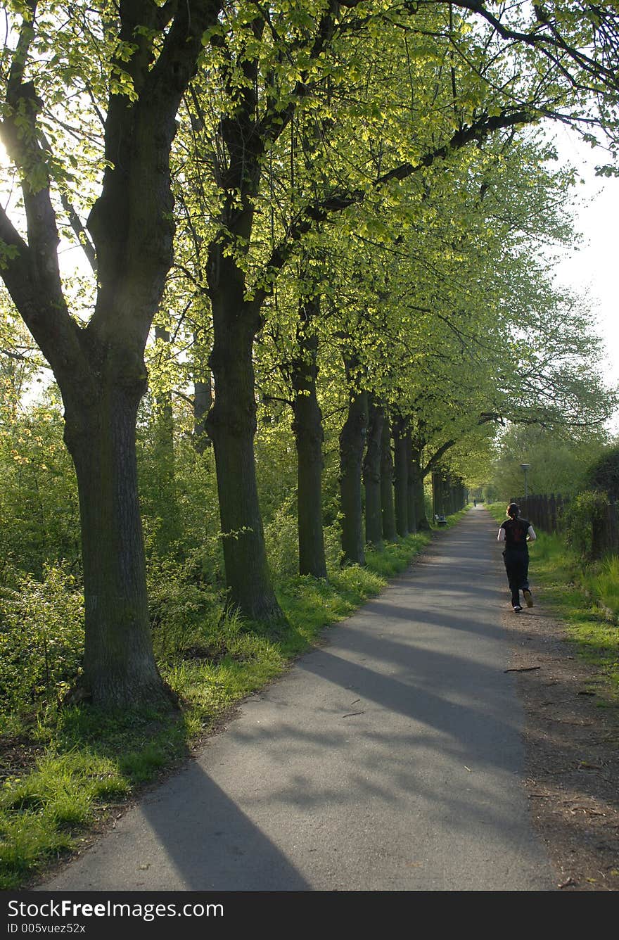 Person is running in the soft evening light in an allee. Person is running in the soft evening light in an allee