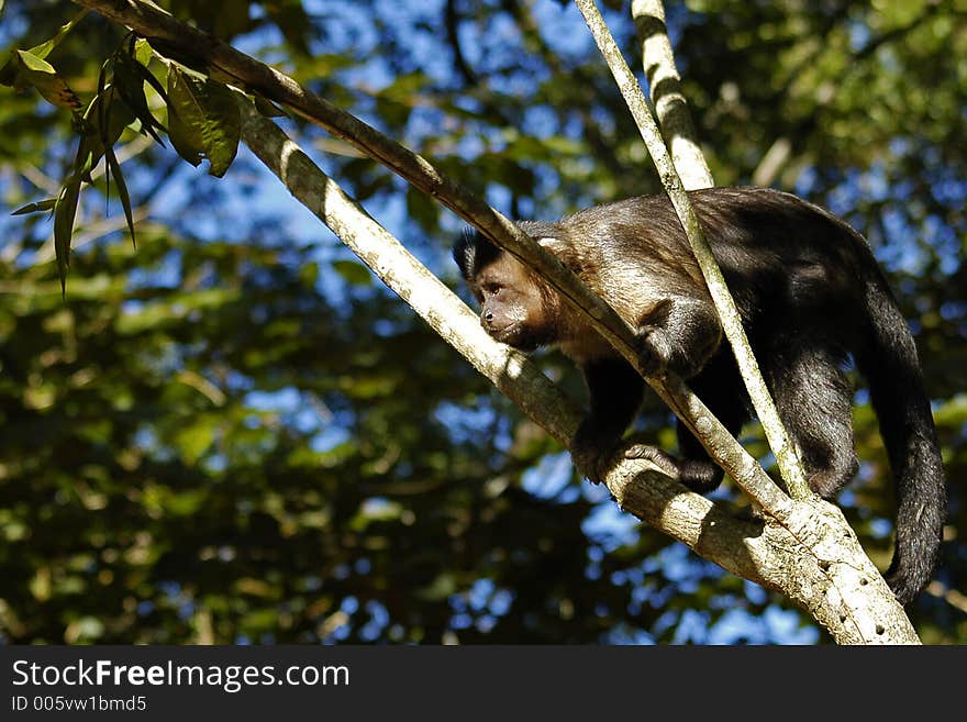 A monkey posing on a branch. A monkey posing on a branch