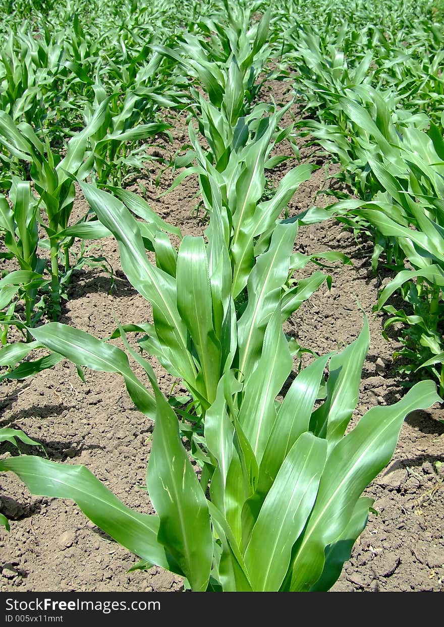 Green corn ridge closeup