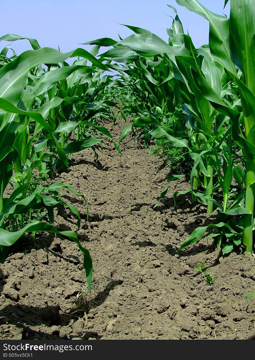 Inside of green corn ridge. Inside of green corn ridge