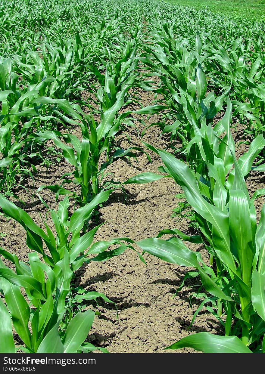 Lot of green corn ridge. Lot of green corn ridge