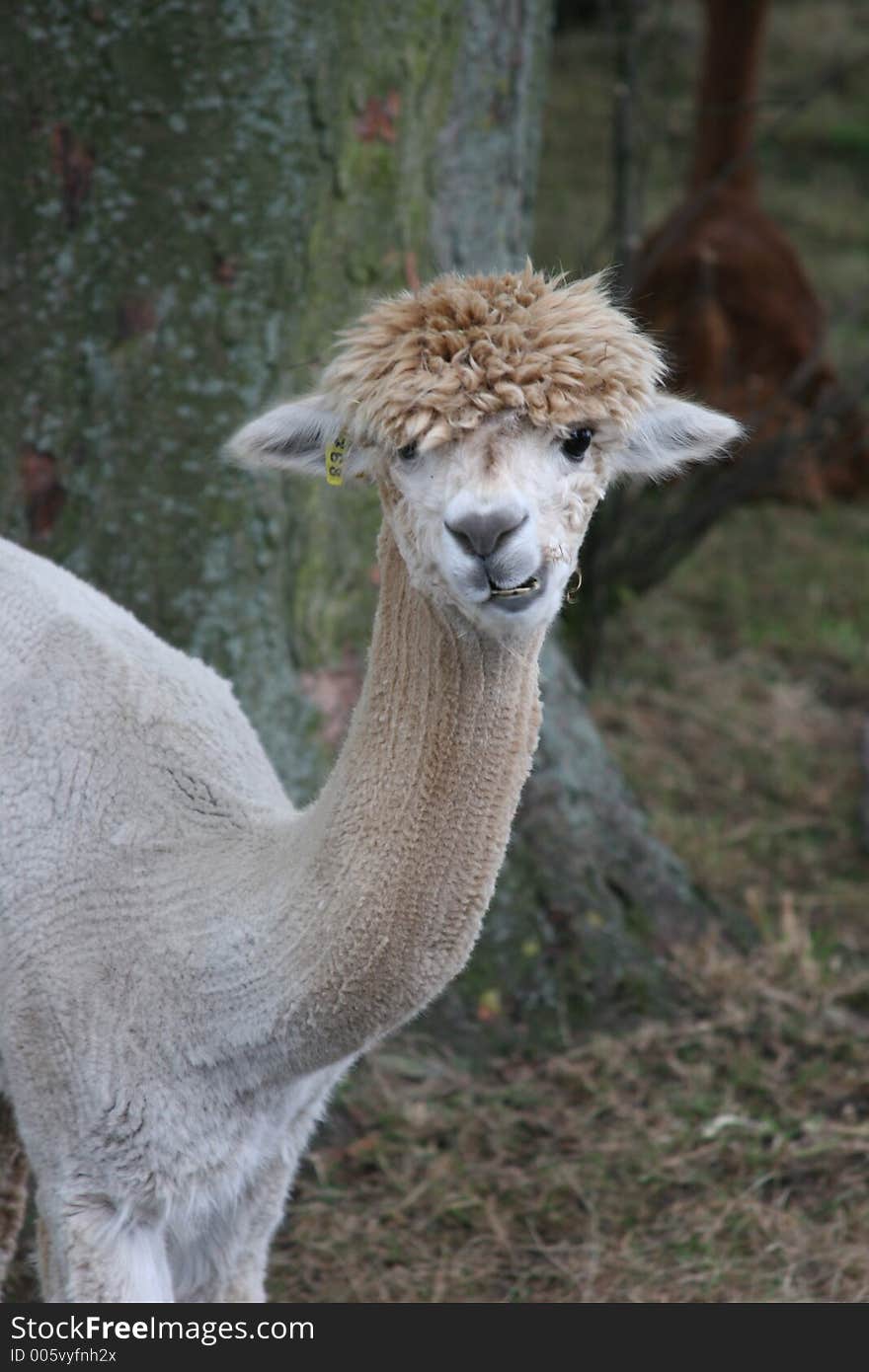 Alpaca. Alpaca