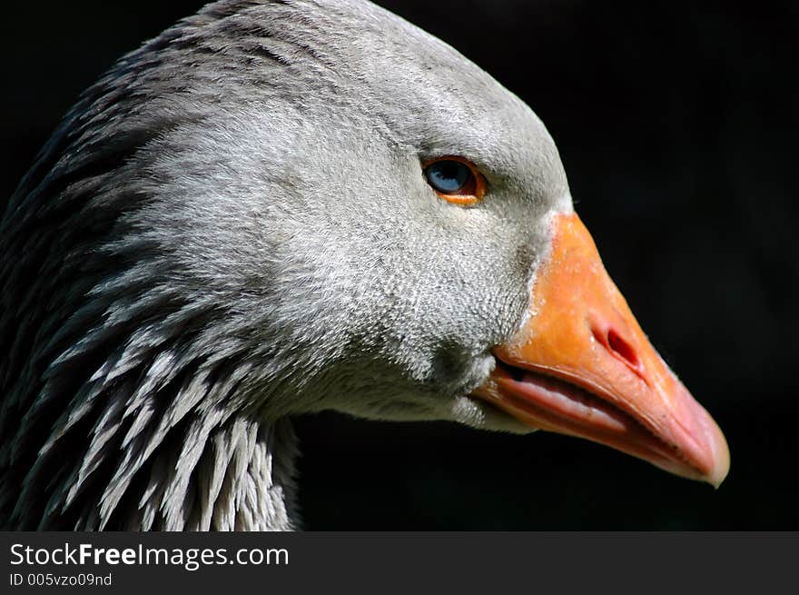 Greylag Goose