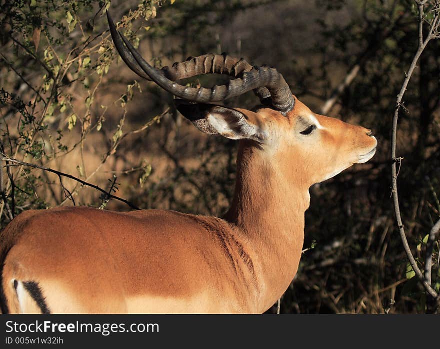 Impala in the wild walking away from camera