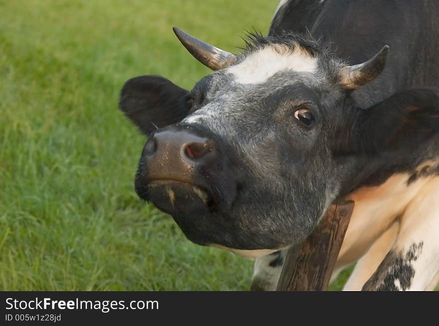 Cow