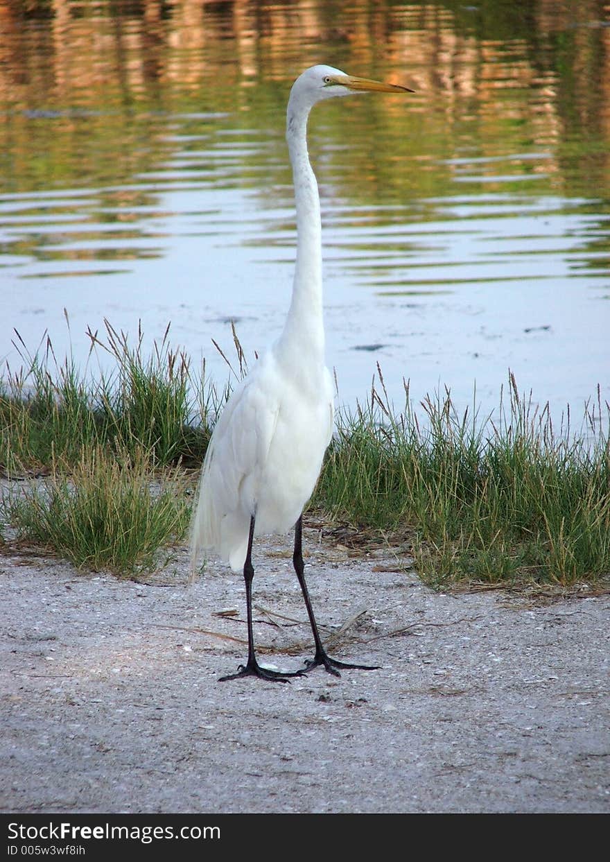 Watching For Breakfast