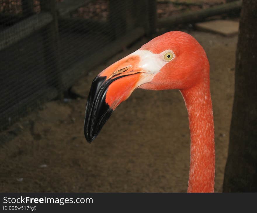 Caribbean Flamingo