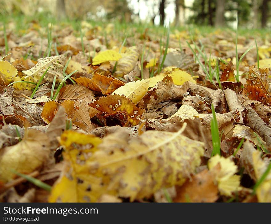 Colourful autumn leaves fallen on the ground in a park