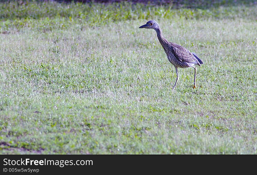 Immature Yellow Caped Night Heron Photographed at Largo Central Park, Largo FL. Immature Yellow Caped Night Heron Photographed at Largo Central Park, Largo FL