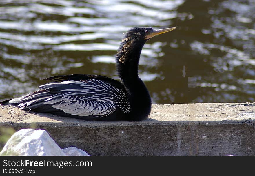 Commom Anhinga Male at Largo Central Park, Largo FL. Commom Anhinga Male at Largo Central Park, Largo FL