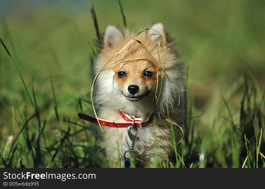 Smiling dog at the field. Smiling dog at the field