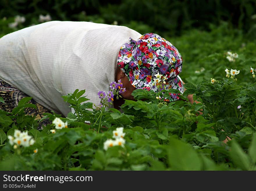 Care Of A Kitchen Garden