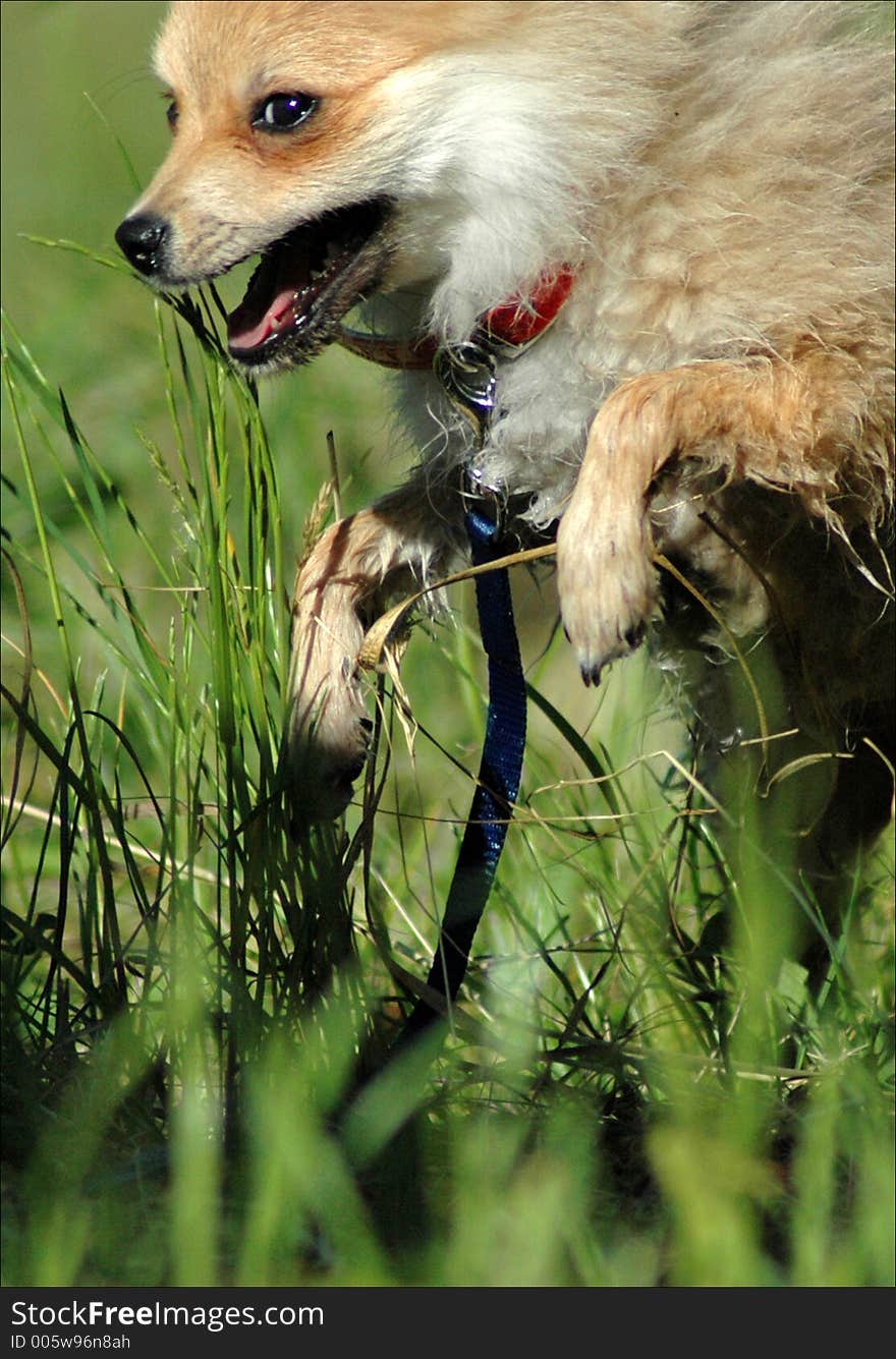 Jumping dog