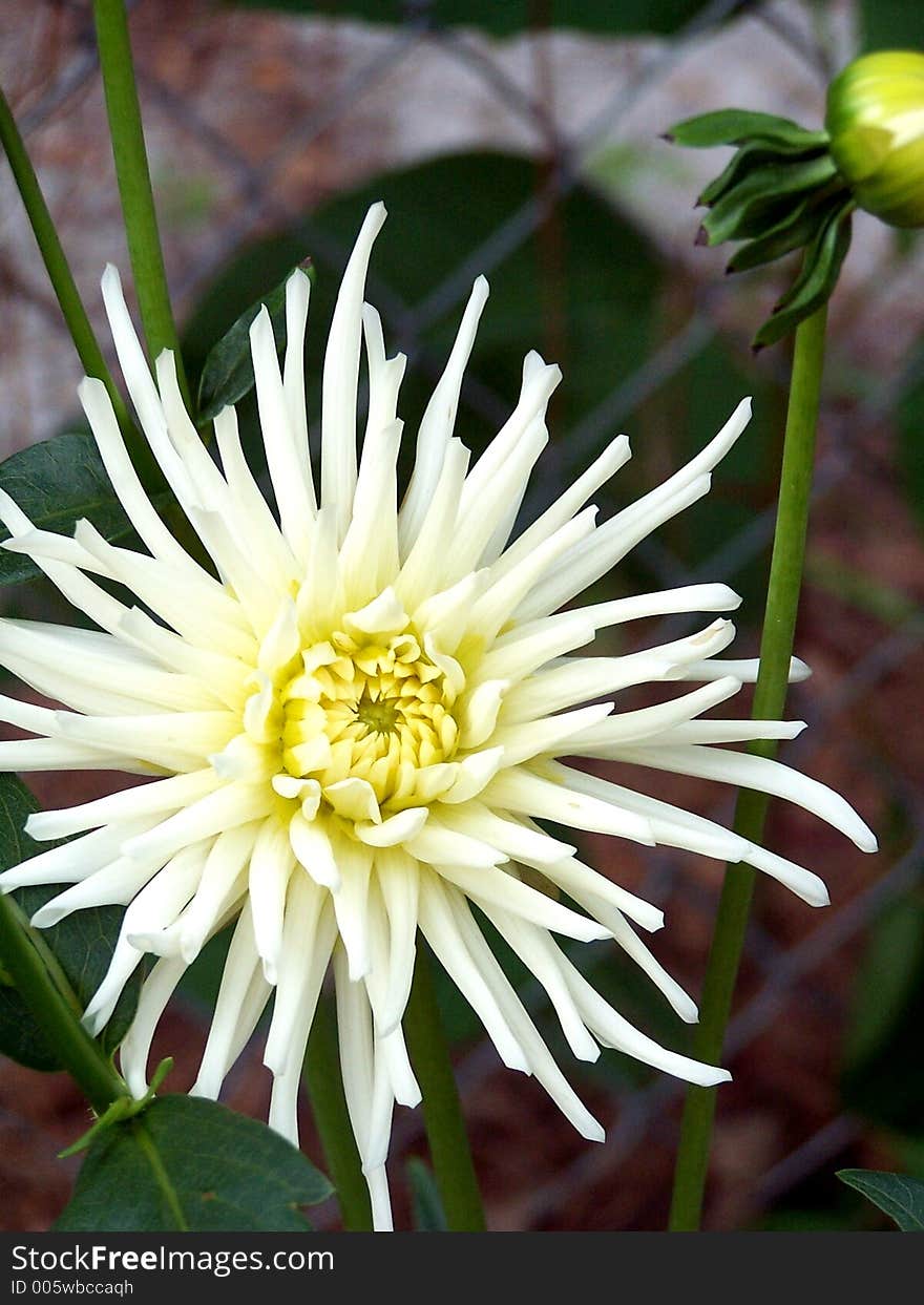 A white Dahlia flower bloom against the fence.