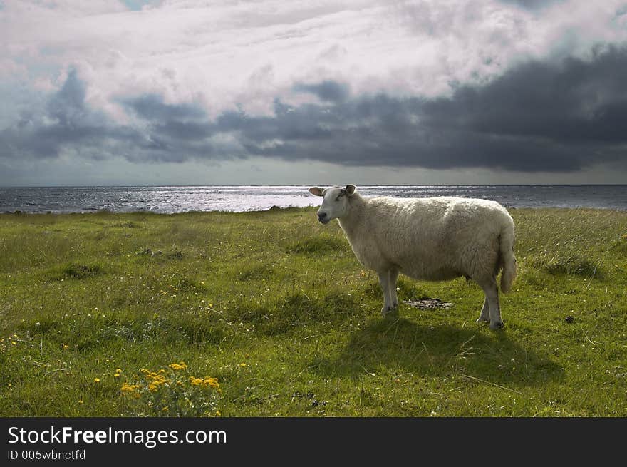 Stormy Sheep