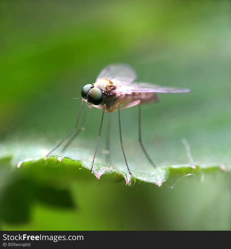 Small fly standing on the edge of the leaf. Small fly standing on the edge of the leaf.