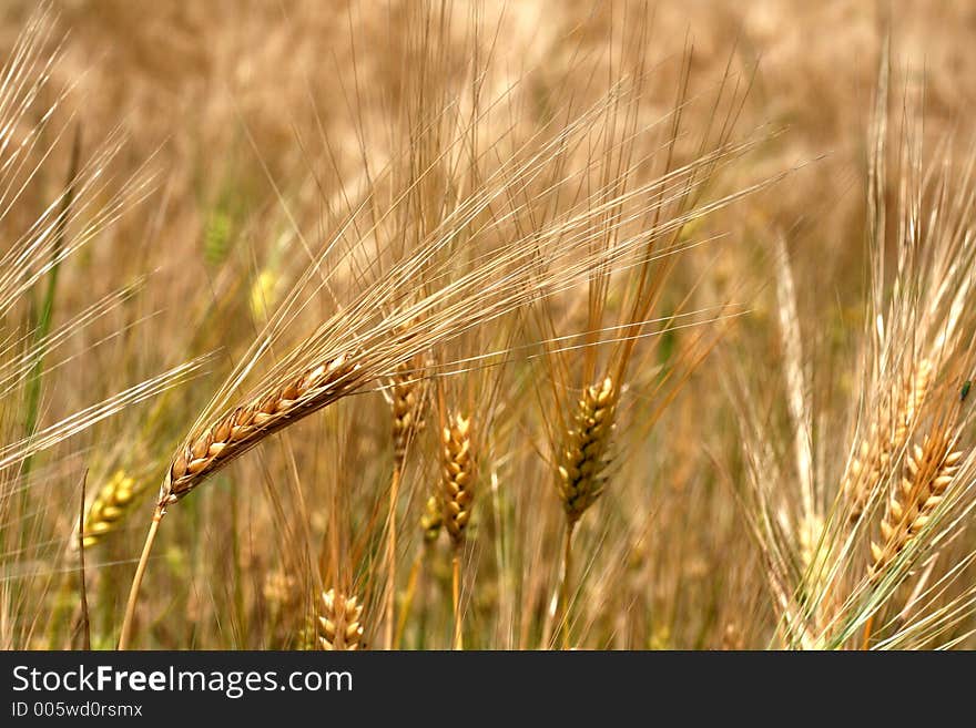 Wheat fileld - ready for harvest. Wheat fileld - ready for harvest