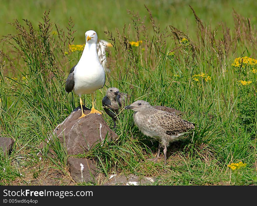 Seagull with young