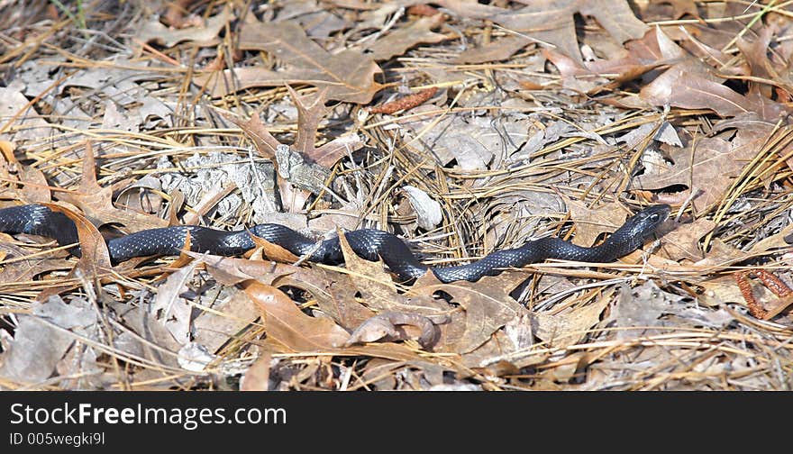 Black Snake  1