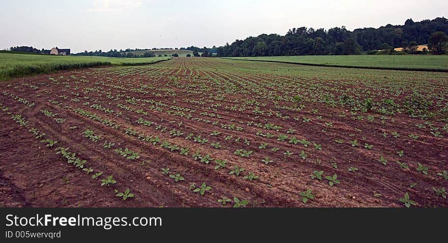 Field of Baby Vegetables