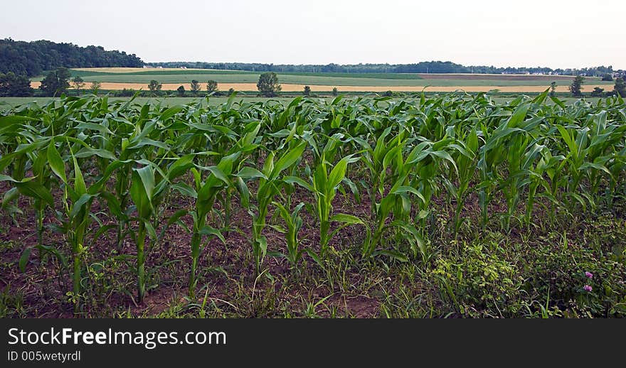 Field of corn in the morning light. Field of corn in the morning light