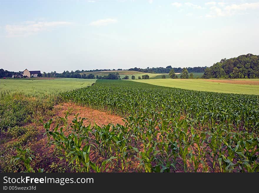 Field of corn with a blue sky background. Field of corn with a blue sky background