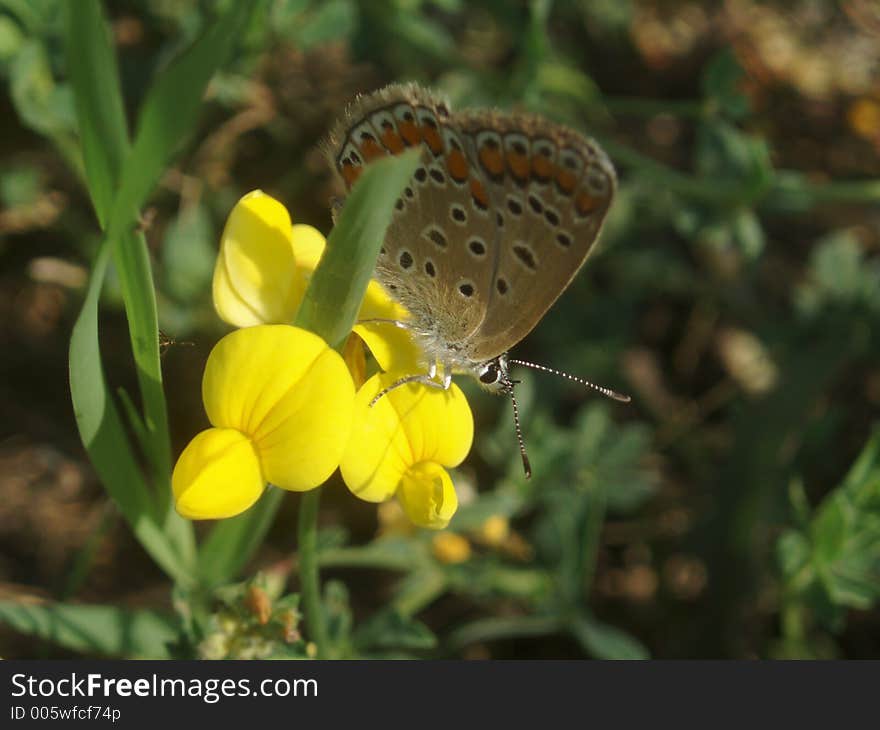 Butterfly on flower