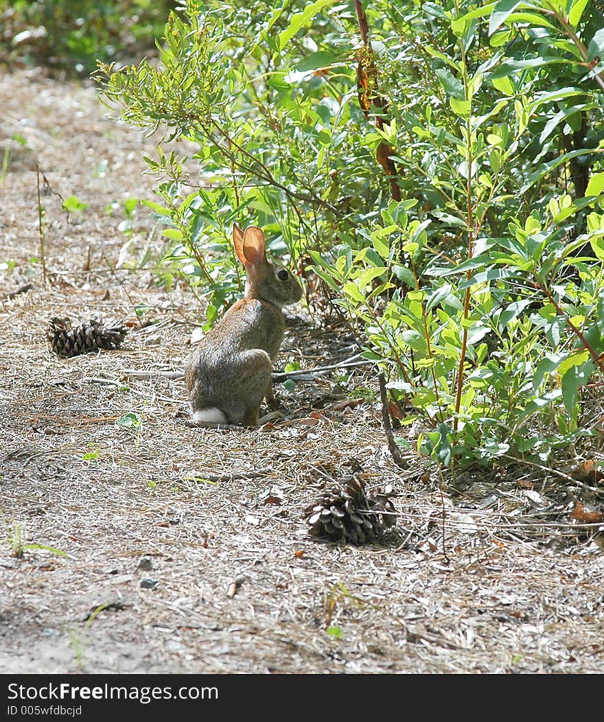 Cottontail rabbit sitting very still. Cottontail rabbit sitting very still