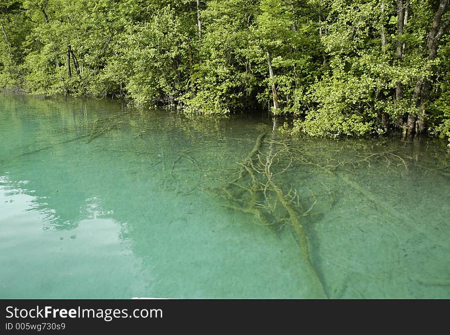 Tree under water