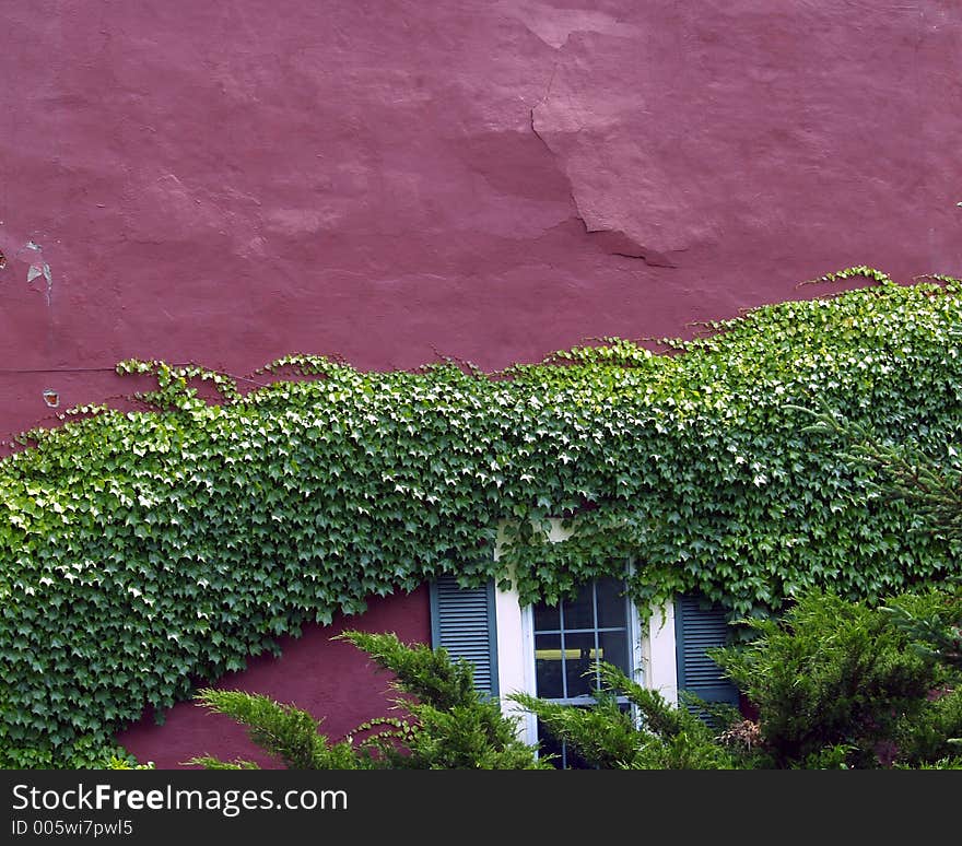 An old building in Sackets Harbor, NY with Ivy growing on the side of it. An old building in Sackets Harbor, NY with Ivy growing on the side of it.