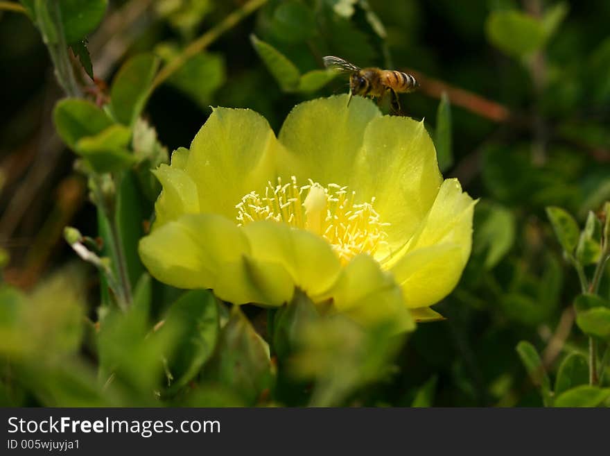 Bee and Cactus bloom