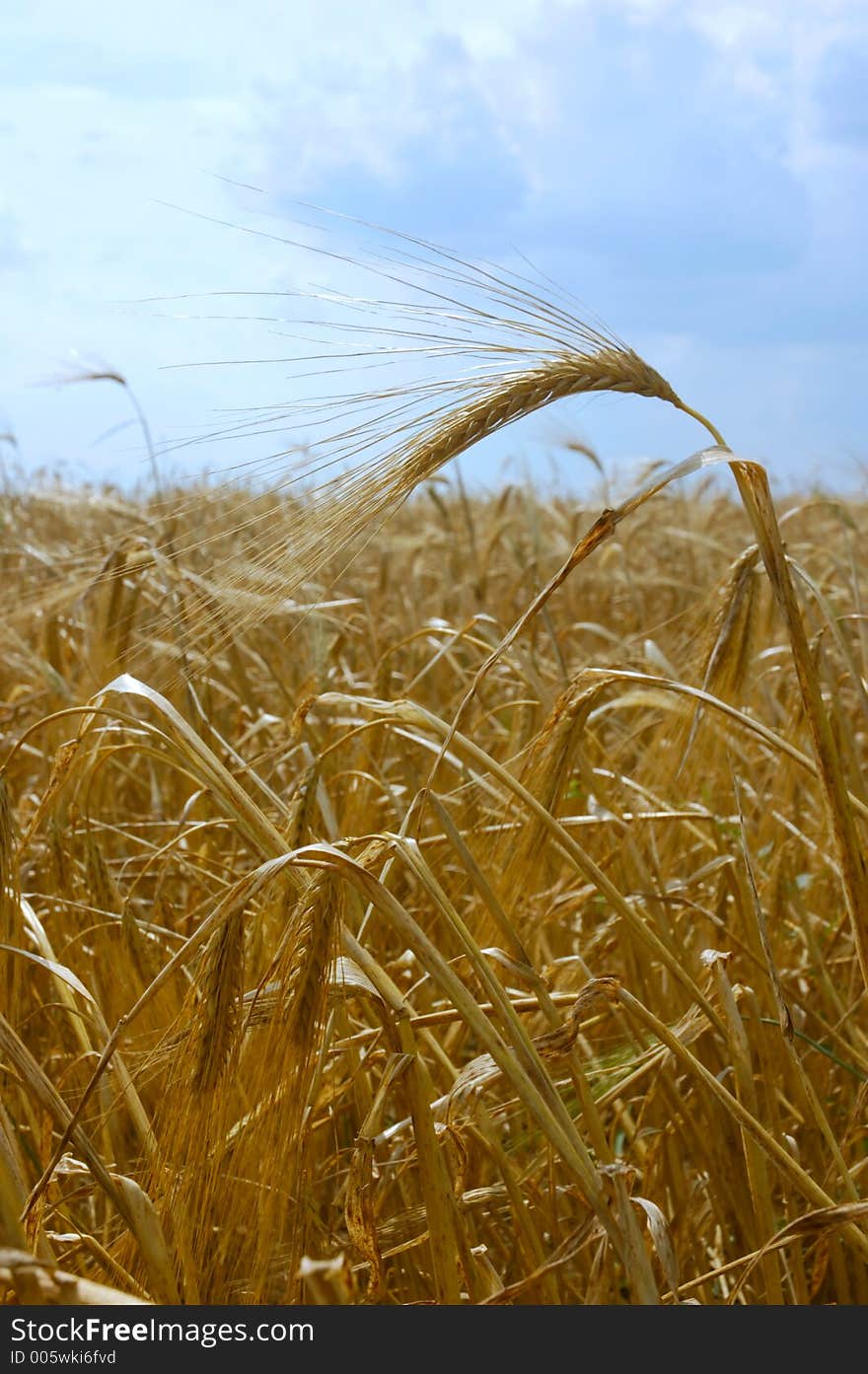 Wheat field