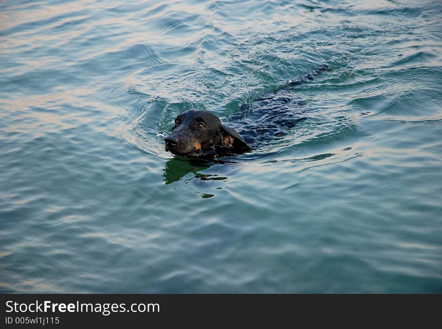 Dachshund In The Sea