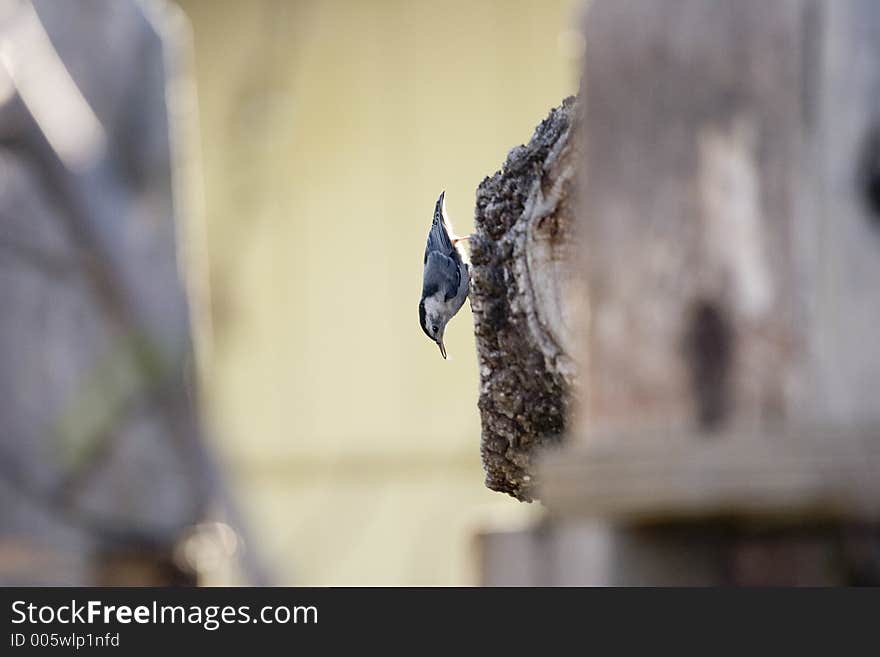 Bird hanging looking for food. Bird hanging looking for food.