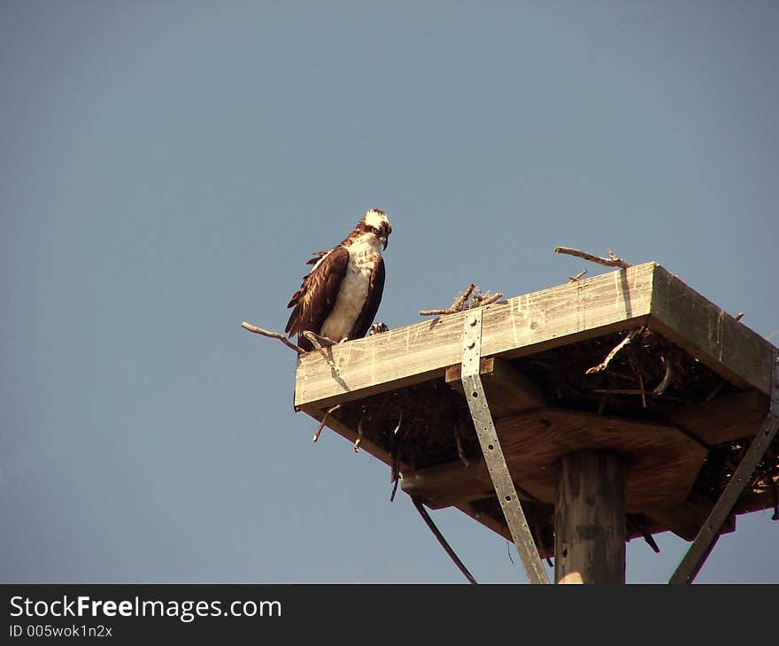 Osprey On Her Nest