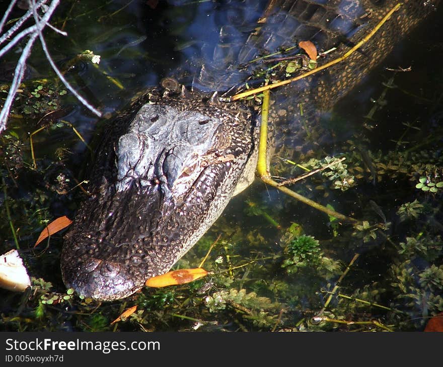 Alligator Waiting