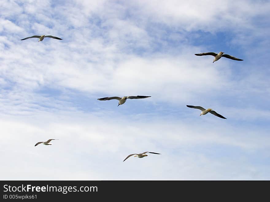 Flying in a row. Flying in a row