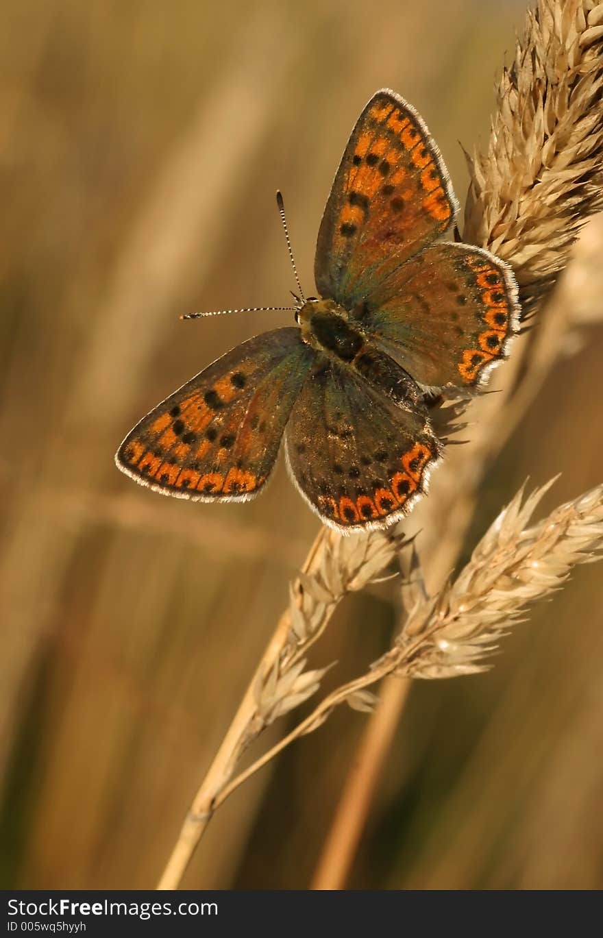 Sooty Copper