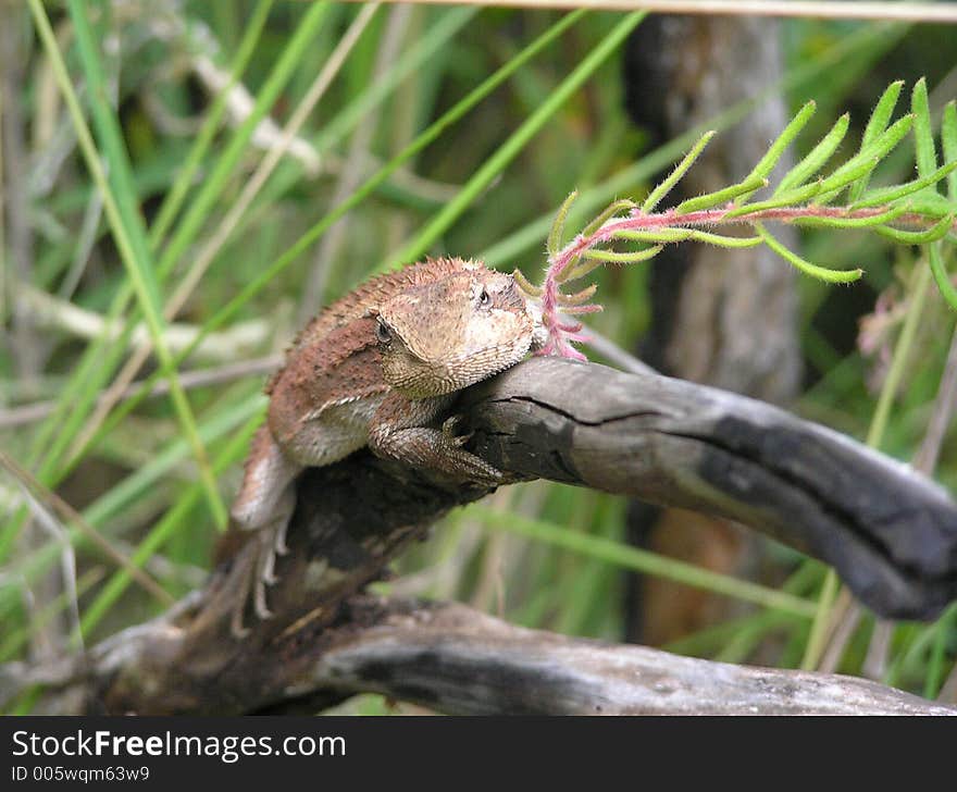 Dragon on a branch watching very attentive the surroundings.