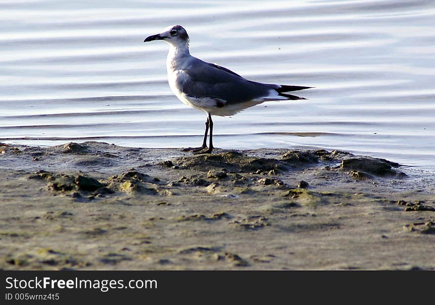 Taken at East Beach, Ft. Desoto State Park, St. Petersburg FL. Taken at East Beach, Ft. Desoto State Park, St. Petersburg FL